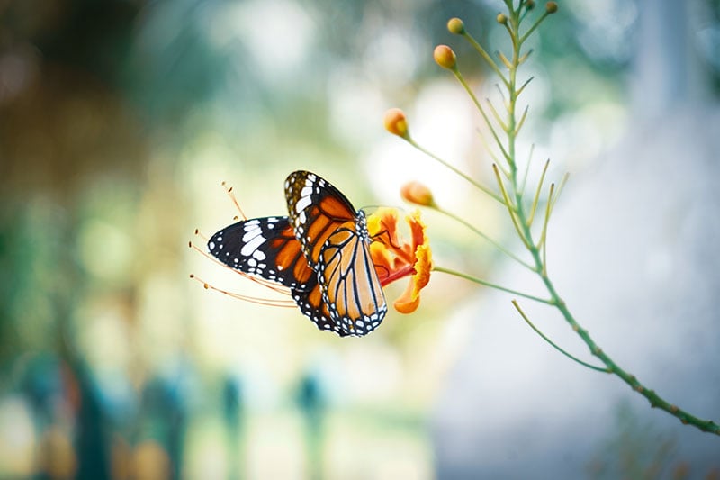 Vlinder zit op net geopende oranje bloem