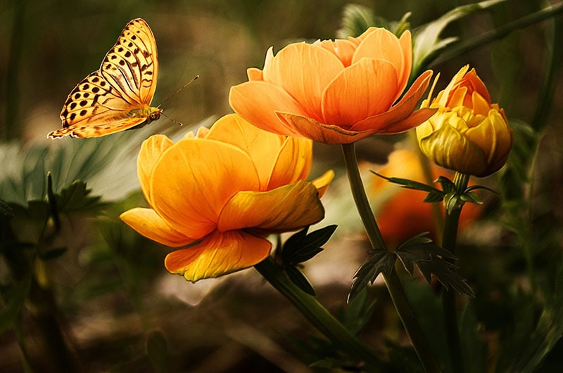 Vlinder komt aanvliegen bij oranje bloemen