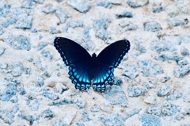 Blauwe vlinder zit op blauwe steentjes