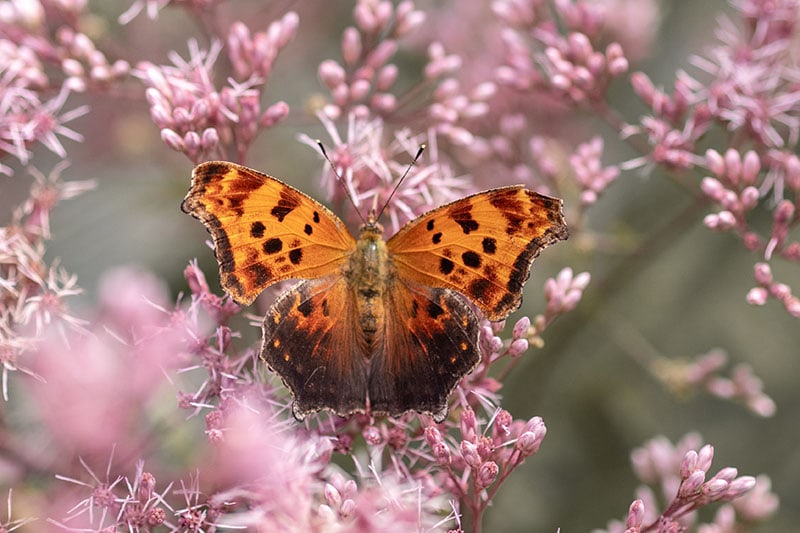 Oranje vlinder op heide-achtige bloem