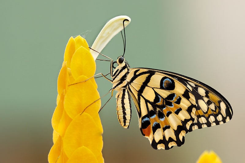 Prachtige vlinder aan het eten bij een bloem