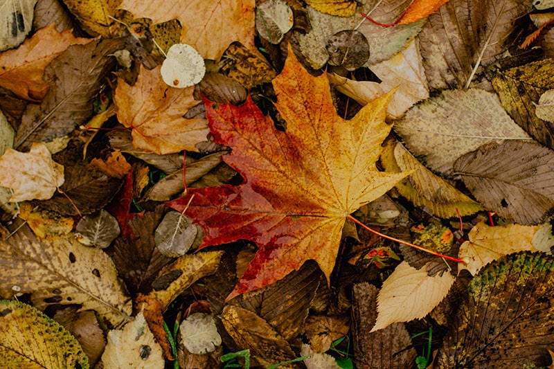 Herfstbladeren fotograferen