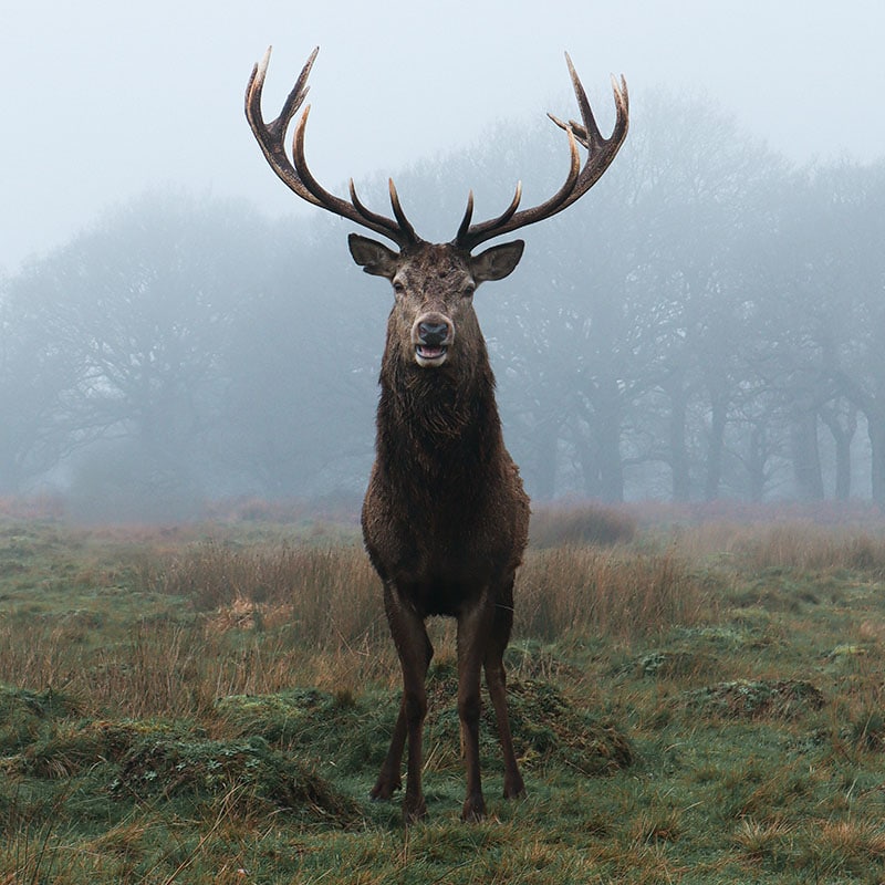 Herfst foto's maken van dieren