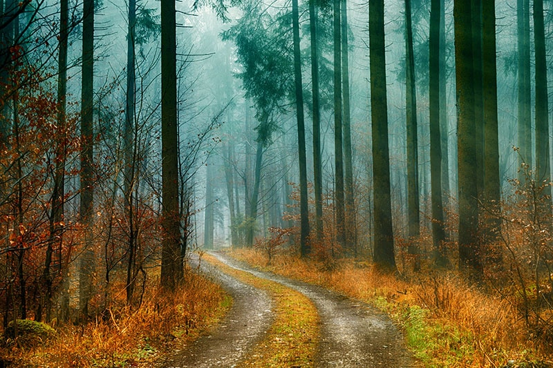 Weg door het bos met zonneharp