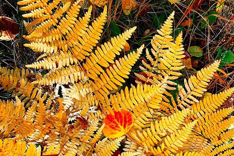 Gele varens in de herfst