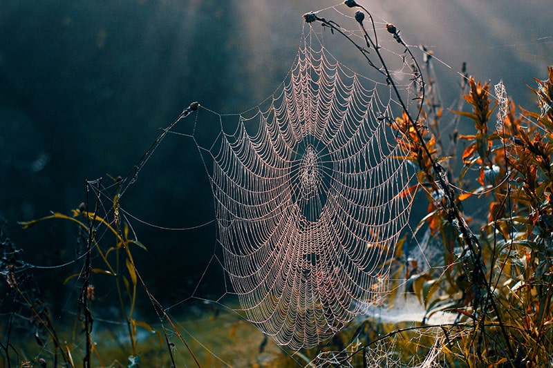 Herfst foto met een spinnenweb