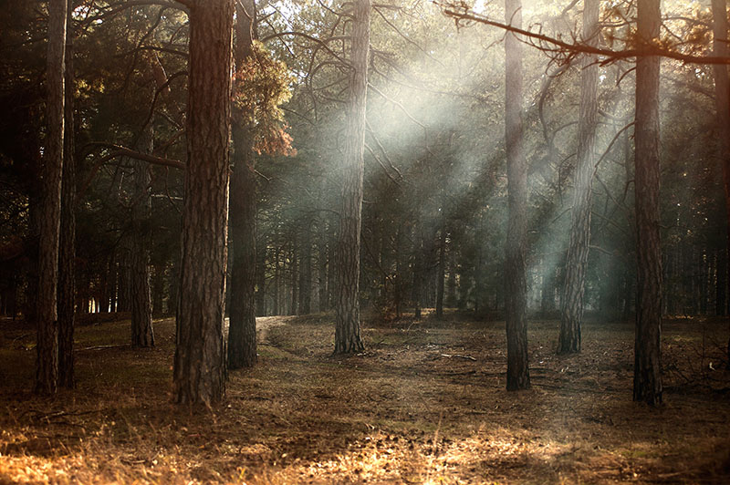 Zonneharp in het bos