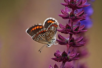 macrofotografie