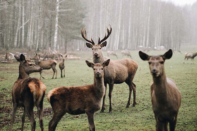 natuurfotografie-rendieren