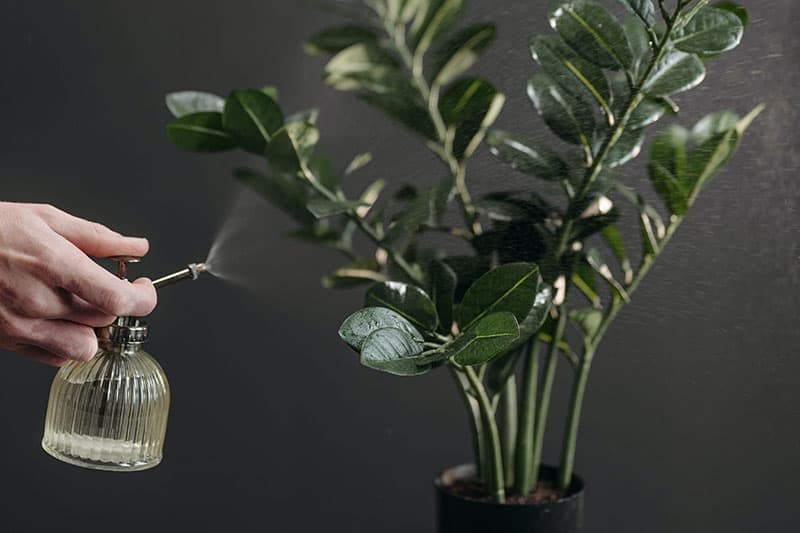 Plantenspuit maakt plant nat