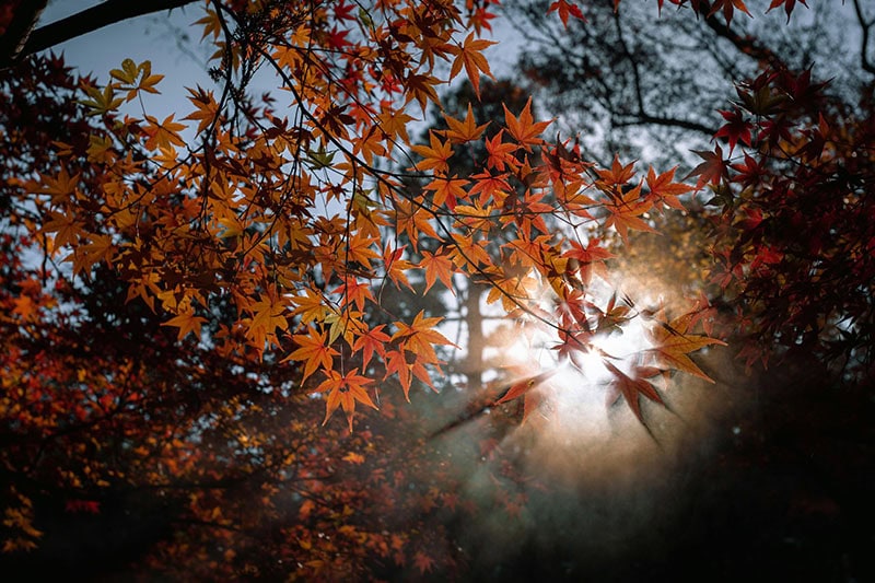 Tegenlicht fotograferen